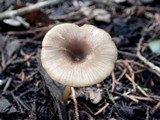 Entoloma exile image