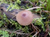 Entoloma roseum image