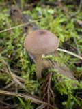 Entoloma roseum image