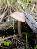 Entoloma roseum image