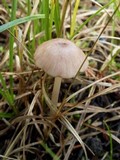 Entoloma roseum image