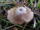 Entoloma roseum image