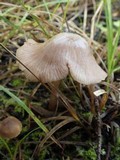 Entoloma roseum image