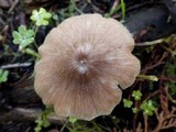 Entoloma roseum image