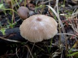 Entoloma roseum image