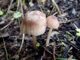 Entoloma roseum image