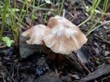 Entoloma roseum image
