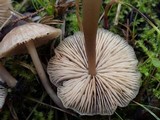 Entoloma roseum image