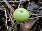 Entoloma incanum image