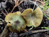 Entoloma incanum image