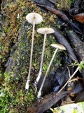Entoloma hebes image