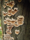 Steccherinum ochraceum image