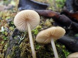 Entoloma hebes image