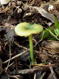 Entoloma incanum image