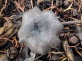 Entoloma mougeotii image