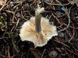 Entoloma mougeotii image