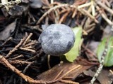 Entoloma mougeotii image