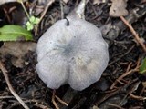 Entoloma mougeotii image