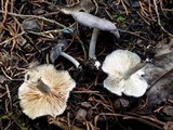 Entoloma mougeotii image