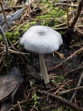 Entoloma mougeotii image