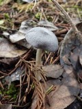 Entoloma mougeotii image