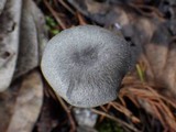 Entoloma mougeotii image
