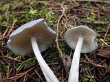 Entoloma mougeotii image