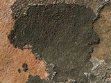 Caloplaca chlorina image