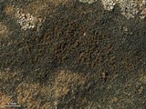 Caloplaca chlorina image