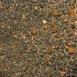 Caloplaca chlorina image