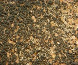 Caloplaca chlorina image