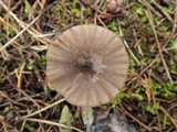 Entoloma turci image