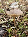 Entoloma turci image