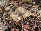 Entoloma turci image