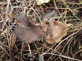 Entoloma turci image