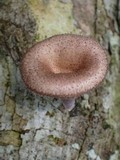 Panus neostrigosus image