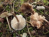 Entoloma turci image