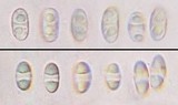 Caloplaca saxicola image