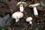 Russula flavisiccans image