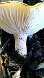Hygrophorus roseobrunneus image