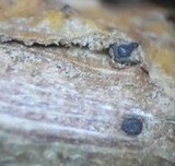 Cryptodiaporthe salicina image
