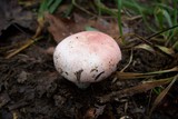 Russula flavisiccans image