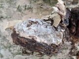 Fomes excavatus image