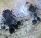 Melanconiella spodiaea image