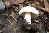 Russula flavisiccans image