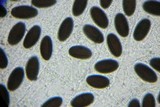 Hypocopra brefeldii image