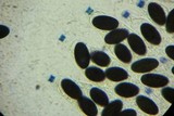 Hypocopra brefeldii image