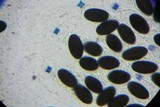 Hypocopra brefeldii image