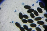 Hypocopra brefeldii image