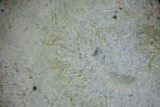 Peroneutypa scoparia image